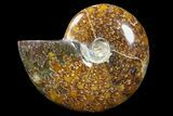 Polished, Agatized Ammonite (Cleoniceras) - Madagascar #88063-1